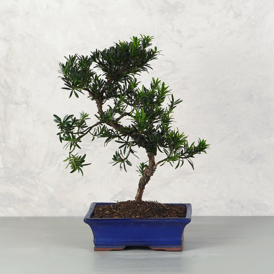 Podocarpus (Kőtiszafa) bonsai - hajlított törzsű, 25 cm