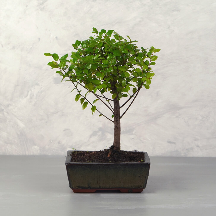 Sageretia (Kínai édesszilva) bonsai - egyenes törzsű, 15 cm