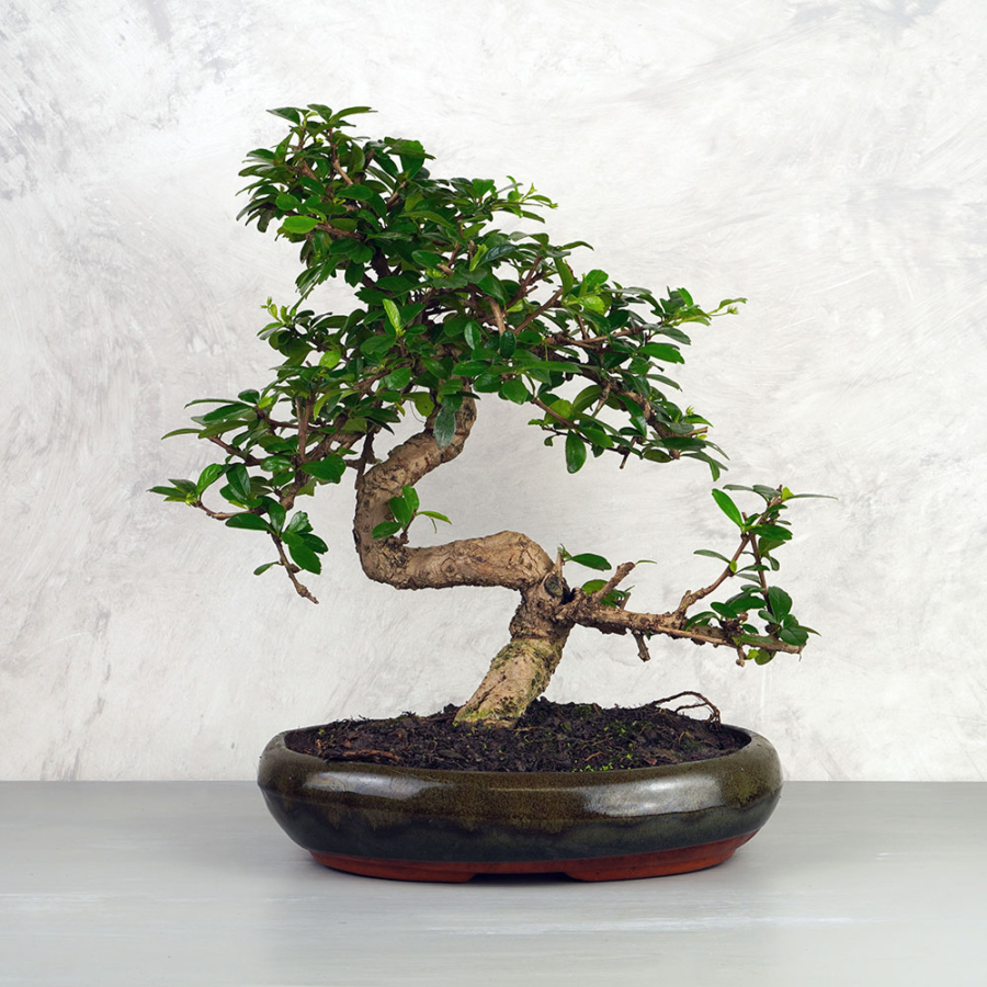 Carmona (Borágófa) bonsai - hajlított törzsű, 28 cm