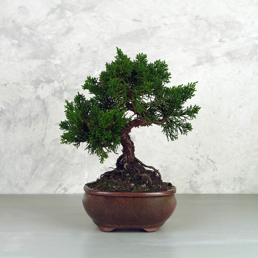 Juniperus chinensis (Kínai boróka) bonsai - hajlított törzsű, 18 cm tálban 