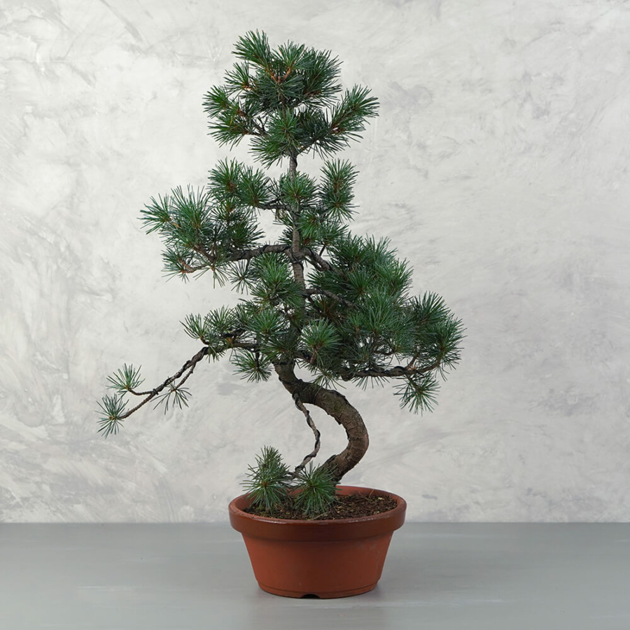 Pinus parviflora (Japán selyemfenyő) bonsai - hajlított törzsű, 20 cm-es tálban