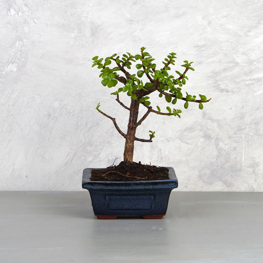 Portulacaria afra (Japán pénzfa) bonsai - egyenes törzsű, 12 cm