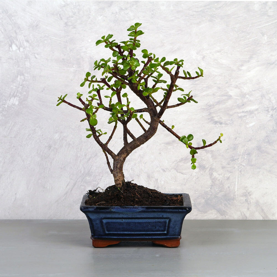 Portulacaria afra (Japán pénzfa) bonsai - hajlított törzsű, 15 cm