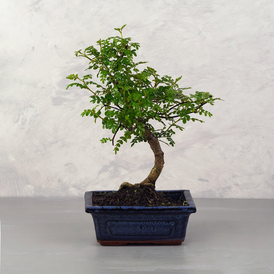 Zanthoxylum piperitum (Japán borsfa) bonsai - hajlított törzsű, 15 cm