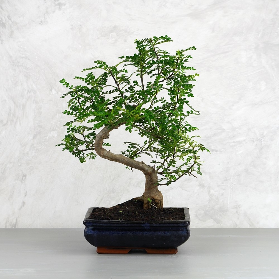 Zanthoxylum piperitum (Japán borsfa) bonsai - hajlított törzsű, 20 cm