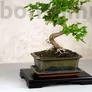 Kép 2/2 - Bonsai alátét