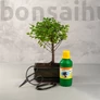 Kép 1/6 - Bonsai ajándékcsomag - Sagaretia