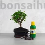 Kép 1/7 - Bonsai ajándékcsomag - Carmona