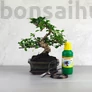 Kép 1/7 - Bonsai ajándékcsomag - Carmona