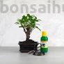Kép 1/7 - Bonsai ajándékcsomag - Ficus retusa
