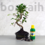Kép 1/7 - Bonsai ajándékcsomag - Ficus retusa