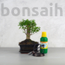 Kép 1/7 - Bonsai ajándékcsomag - Ligustrum chinesis