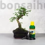 Kép 1/7 - Bonsai ajándékcsomag - Ligustrum chinesis