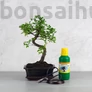 Kép 1/7 - Bonsai ajándékcsomag - Ulmus parvifolia