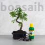 Kép 1/7 - Bonsai ajándékcsomag - Ulmus parvifolia