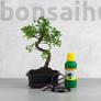 Kép 1/7 - Bonsai ajándékcsomag - Ulmus parvifolia