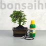 Kép 1/7 - Bonsai ajándékcsomag - Ulmus parvifolia