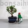Kép 1/6 - Bonsai ajándékcsomag - Carmona