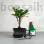 Kép 1/6 - Bonsai ajándékcsomag - Ficus retusa