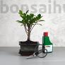 Kép 1/6 - Bonsai ajándékcsomag - Ficus retusa