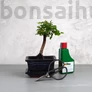 Kép 1/6 - Bonsai ajándékcsomag - Sagaretia