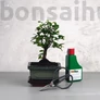 Kép 1/6 - Bonsai ajándékcsomag - Ulmus parvifolia
