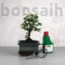 Kép 1/6 - Bonsai ajándékcsomag - Ulmus parvifolia
