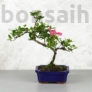 Kép 1/4 - Rhododendron (Azálea) - hajlított törzsű, 15 cm