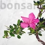 Kép 2/3 - Rhododendron (Azálea) virága