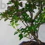 Kép 3/4 - Rhododendron (Azálea) bonsai