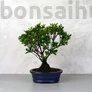 Kép 1/3 - Rhododendron (Azálea) - egyenes törzsű, 16 cm