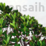 Kép 2/3 - Rhododendron (Azálea) bonsai