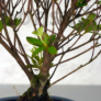 Kép 3/3 - Rhododendron (Azálea) bonsai