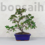 Kép 1/2 - Rhododendron (Azálea) - hajlított törzsű, 20 cm
