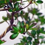 Kép 2/2 - Rhododendron (Azálea) bonsai