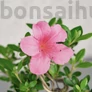 Kép 2/4 - Rhododendron (Azálea) bonsai