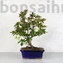 Kép 4/4 - Rhododendron (Azálea) bonsai