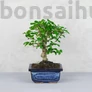 Kép 1/3 - Carmona (Borágófa) bonsai