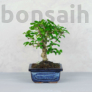 Kép 1/3 - Carmona (Borágófa) bonsai