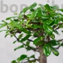 Kép 3/5 - Carmona bonsai lombja