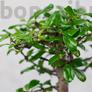 Kép 3/6 - Carmona bonsai lombja
