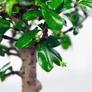Kép 3/3 - Carmona (Borágófa) bonsai törzs