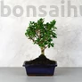 Kép 1/3 - Carmona (Borágófa) bonsai