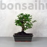 Kép 1/3 - Carmona (Borágófa) bonsai