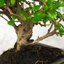 Kép 3/3 - Carmona (Borágófa) bonsai törzs