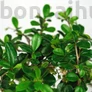 Kép 2/3 - Carmona bonsai lomb