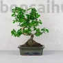 Kép 1/3 - Carmona (Borágófa) bonsai