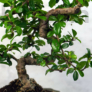 Kép 3/3 - Carmona (Borágófa) bonsai törzs
