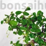 Kép 2/3 - Carmona (Borágófa) bonsai lomb