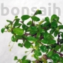 Kép 2/3 - Carmona (Borágófa) bonsai lomb